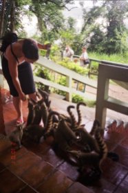 Feeding the coatis - Foz Di Iguassu, Brasil